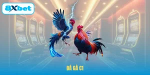 Đá Gà C1 – Những Trận Thư Hùng Rực Lửa Tại Nhà Cái 8XBET