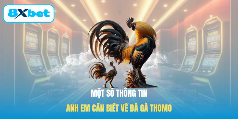 Một số thông tin anh em cần biết về đá gà Thomo