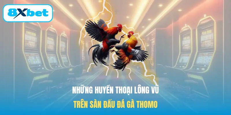 Những huyền thoại lông vũ trên sàn đấu Đá gà Thomo