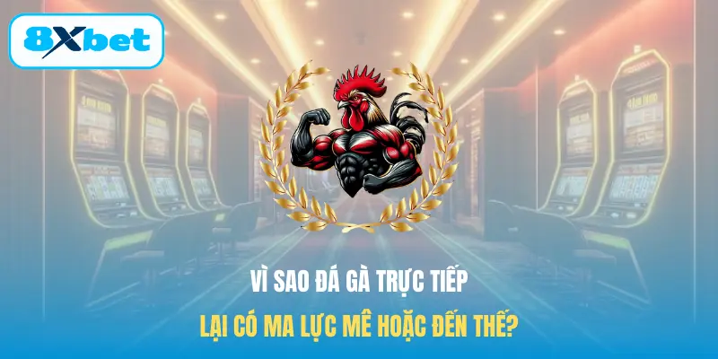 Vì sao Đá gà trực tiếp lại có ma lực mê hoặc đến thế?